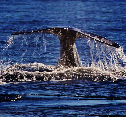Whale Watch San Diego